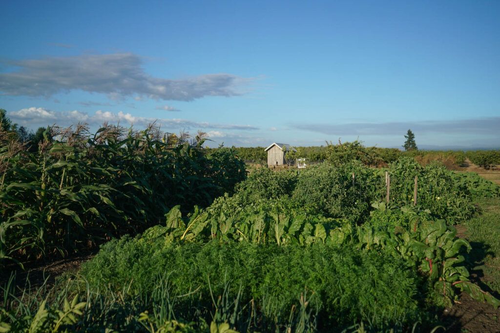 A vegetable garden with rows of green crops and a small shed in the background under a clear blue sky, reminiscent of the scenic landscapes of Oregon's Willamette Valley wine country.
