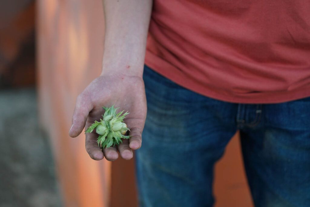 A person wearing a red shirt and blue jeans holds several green hazelnuts in their left hand, freshly picked from a Willamette Valley orchard.