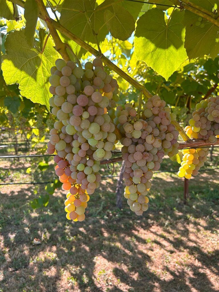 Grapes