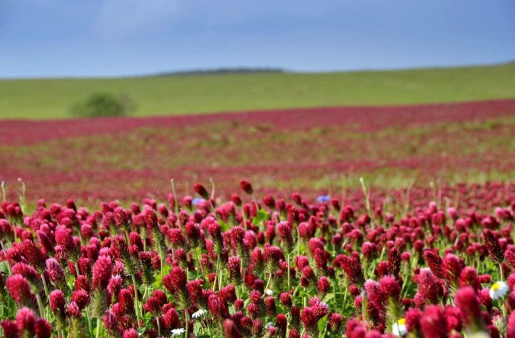 A wide field of red clover flowers stretches into the distance under a cloudy blue sky, with green hills in the background.