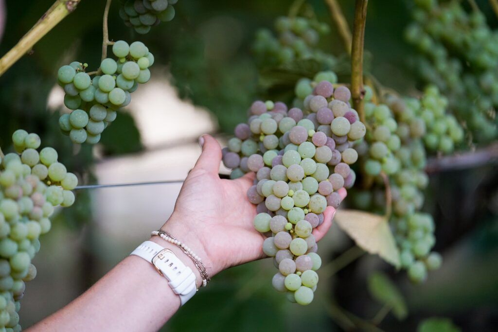 A hand wearing a white watch and bracelets holds a bunch of green grapes growing on a vine.