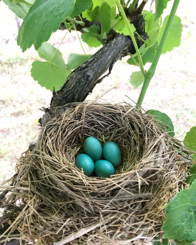 A bird’s nest with five turquoise eggs sits on a tree branch among green leaves.