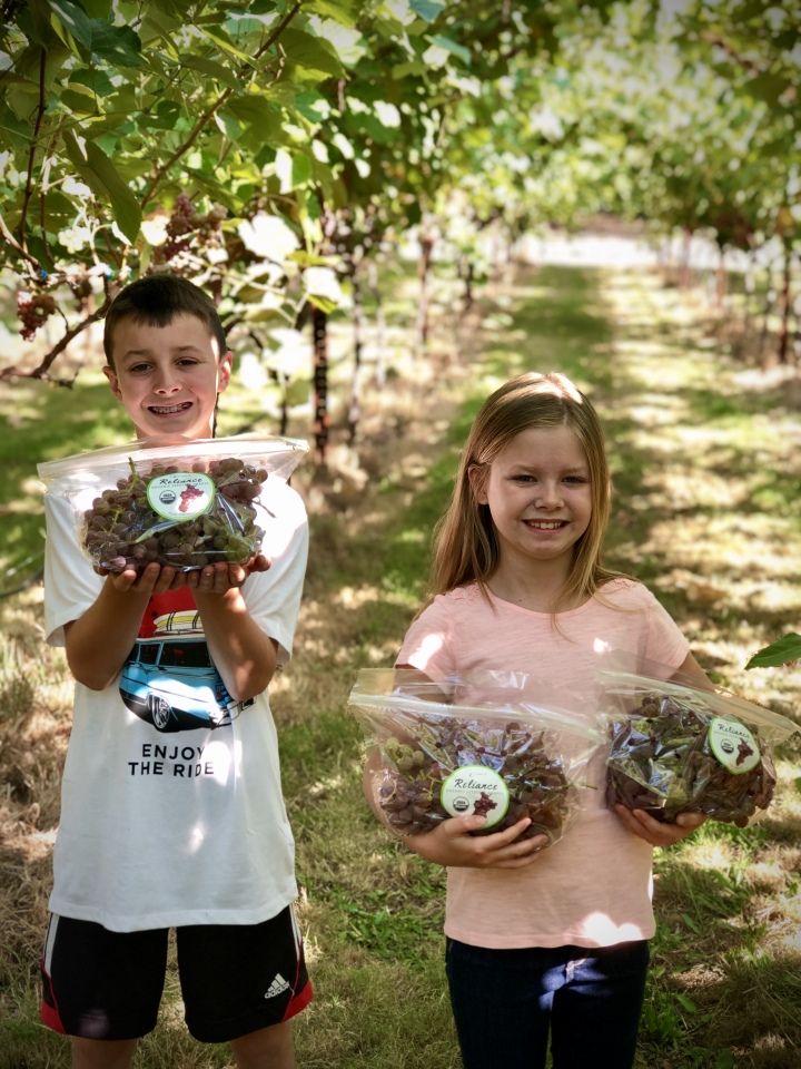 Two children stand in a vineyard, each holding large bags of freshly picked grapes, smiling at the camera with grapevines in the background.