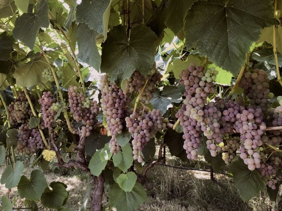 sepia-toned image of pink grape clusters hanging from vines